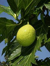 Breadfruit Artocarpus altilis seeds for tropical food forest